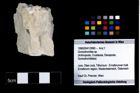 Foto (Objekt + Etikett) von Goniodromites sp.  (NHMW-GEO-1990-0041-3990)